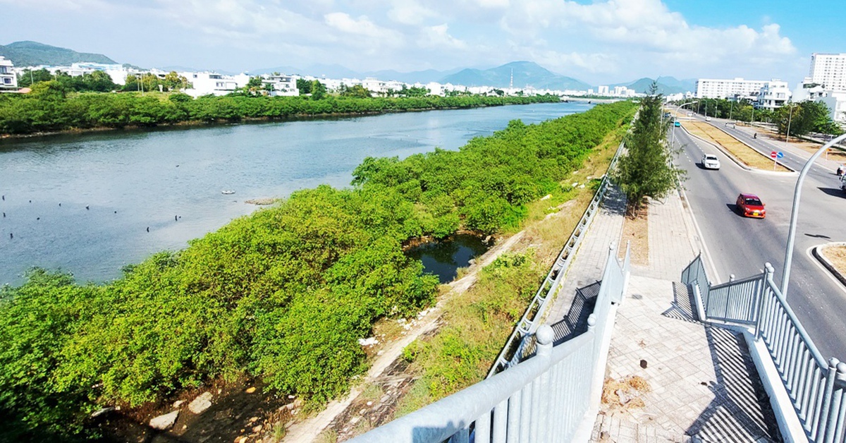 Các chuyên gia thủy lợi: Không thể để cây cối trái thiết kế dự án thoát lũ ở Nha Trang