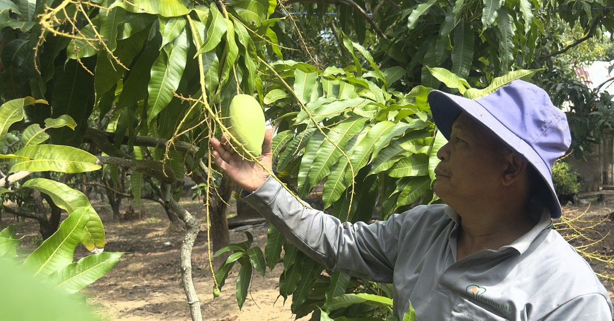 Giá xoài tăng cao dịp cận Tết nhưng nhà vườn vẫn ‘khó lời’