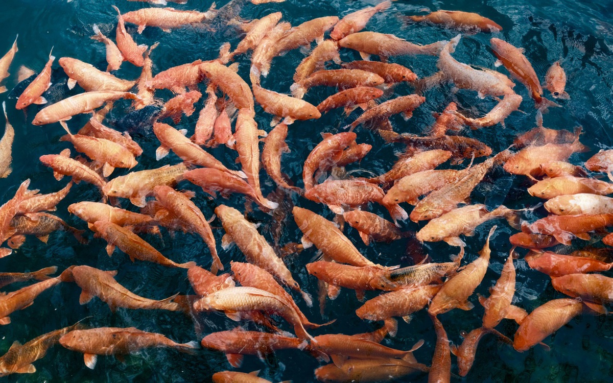 Giải pháp mới giúp nuôi trồng thủy sản bền vững hơn