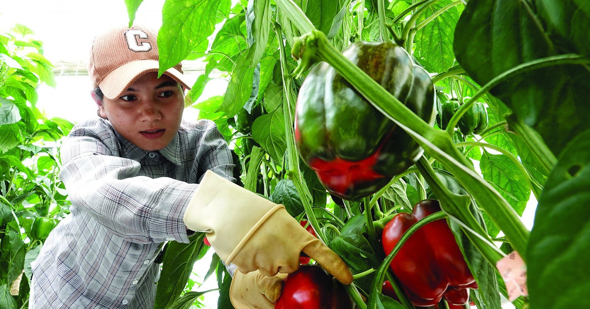 Những loại trái cây giàu vitamin C, chanh không phải là nhất