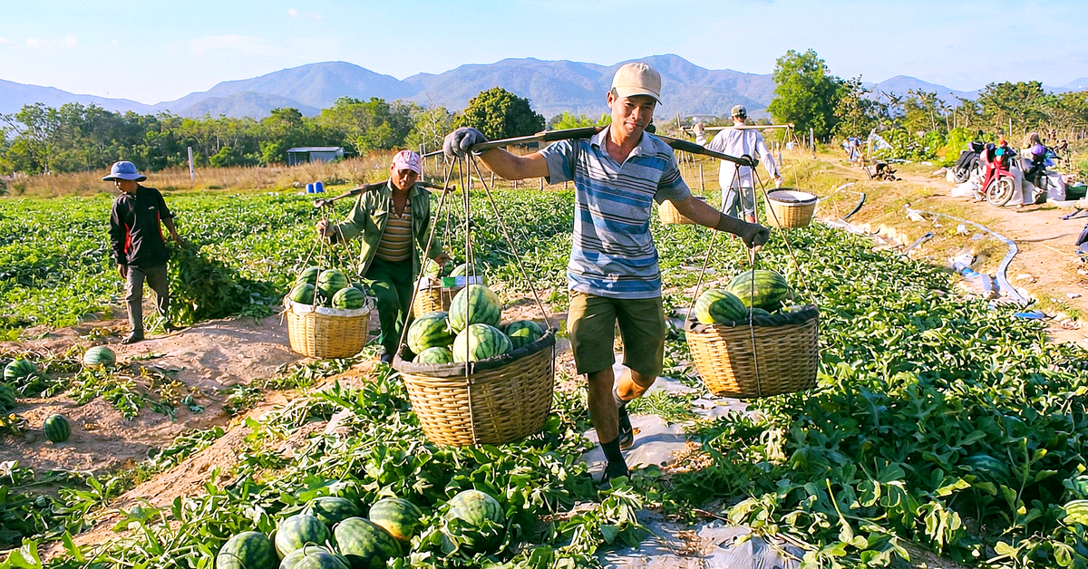 Những mùa gió chướng réo gọi Tết về