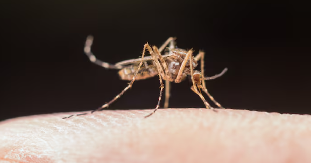 Mất rừng khiến muỗi chuyển sang hút máu người, cảnh báo nguy cơ bùng phát dịch bệnh mới