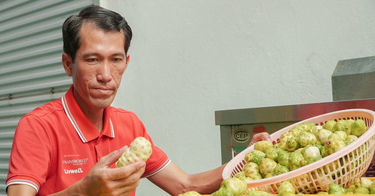 Bỏ phố về quê: Thanh niên 8X kiếm 2 tỉ mỗi năm nhờ cây nhàu trên vùng đất U Minh Hạ