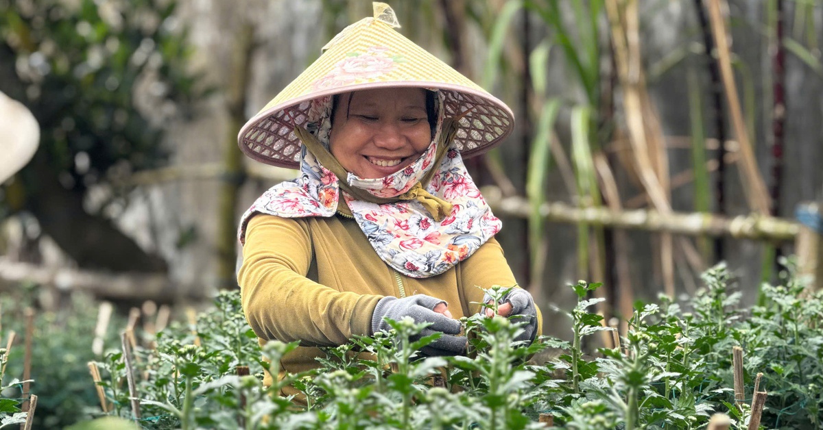 Hàng trăm ngàn chậu cúc Tết ở Quảng Ngãi được mua sạch từ khi còn 'ngậm nụ'