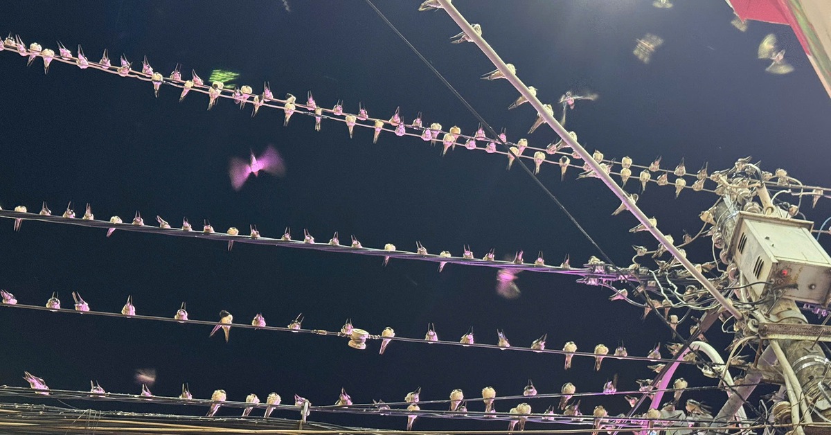 Chim én 'tạm trú' quá lâu, gây ô nhiễm trung tâm TP Sóc Trăng cũ