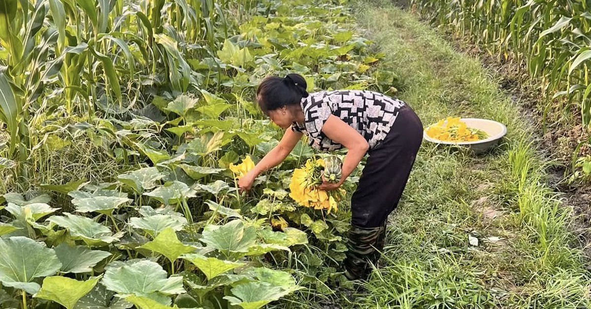 Vì sao trồng cây xen kẽ ít bị 'sốc' thời tiết? Khoa học lý giải gây bất ngờ