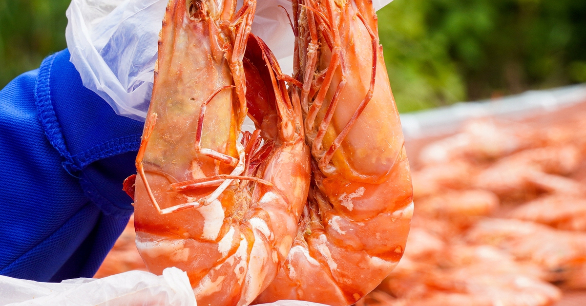 Độc đáo tôm khô ‘sú khổng lồ’ Cà Mau