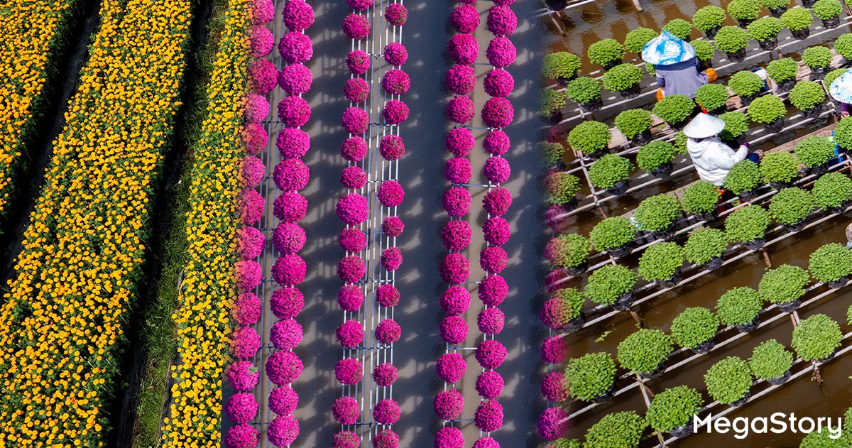 Hoa kiểng Sa Đéc: Giữ gốc rễ - mở lối tương lai