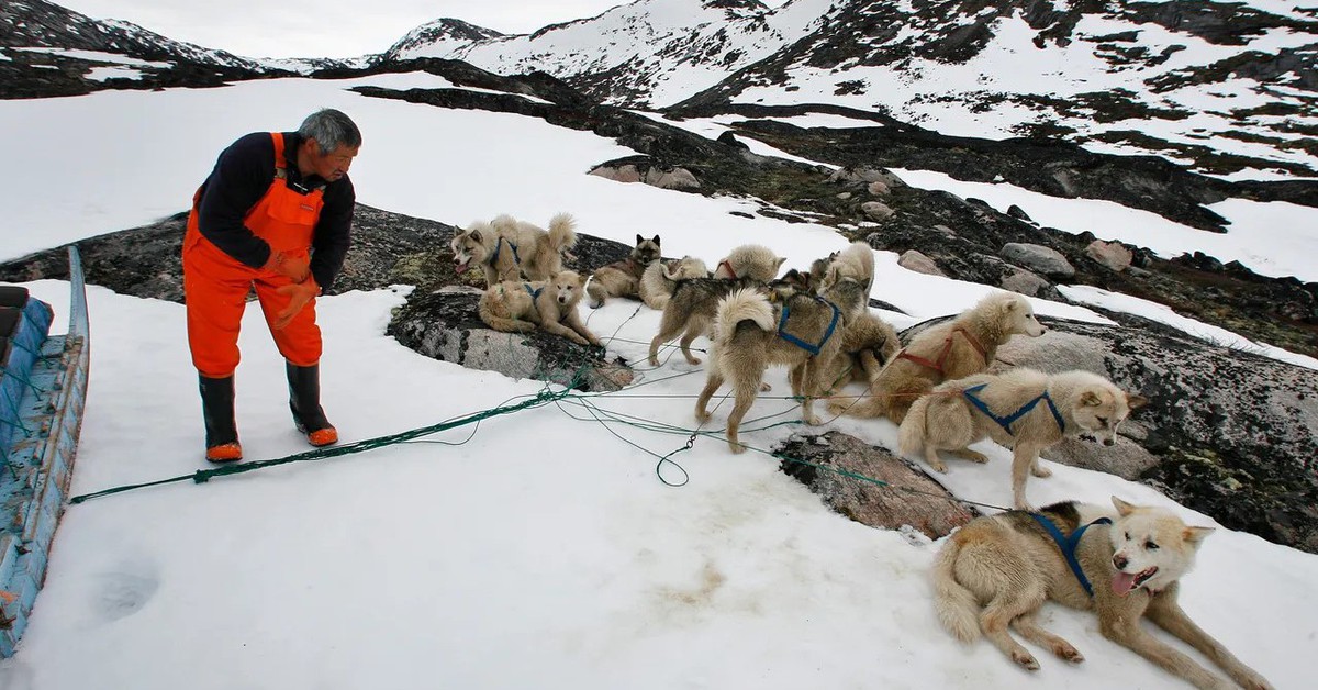 Đặc phái viên của ông Trump bị hủy mời dự cuộc đua xe chó kéo ở Greenland