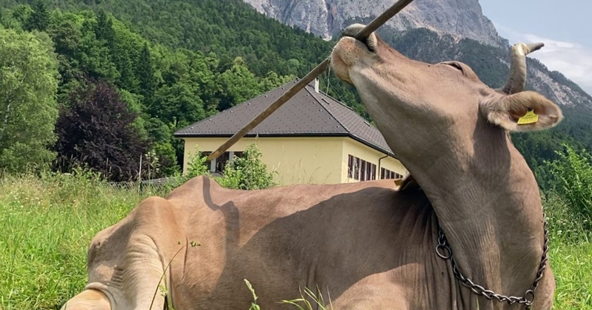 Một con bò biết dùng gậy để gãi lưng, khiến giới khoa học kinh ngạc