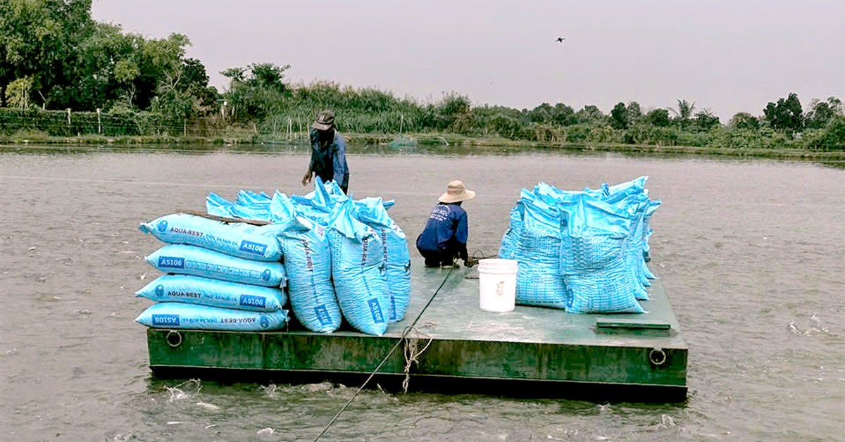 Giá cá tra 'lập đỉnh' từ con giống đến cá thịt