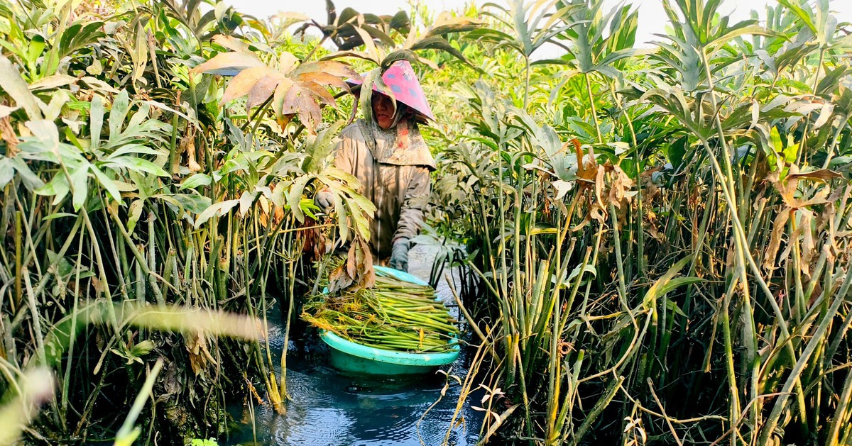 Xã Bình Mỹ, TP.HCM gắn phát triển rau đặc sản với du lịch cộng đồng