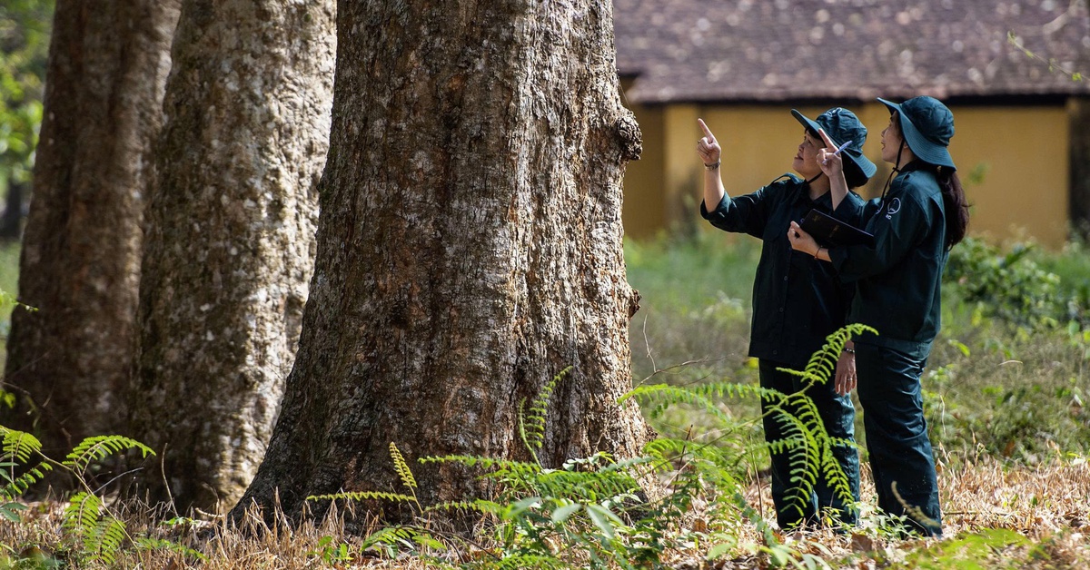 Ngắm vườn cao su cổ thụ 120 năm tuổi duy nhất ở Việt Nam