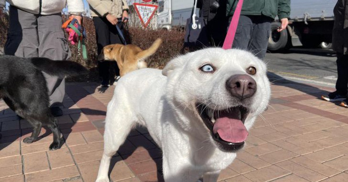 Hàn Quốc sắp cấm thịt chó, số phận của gần nửa triệu con chó sẽ ra sao?