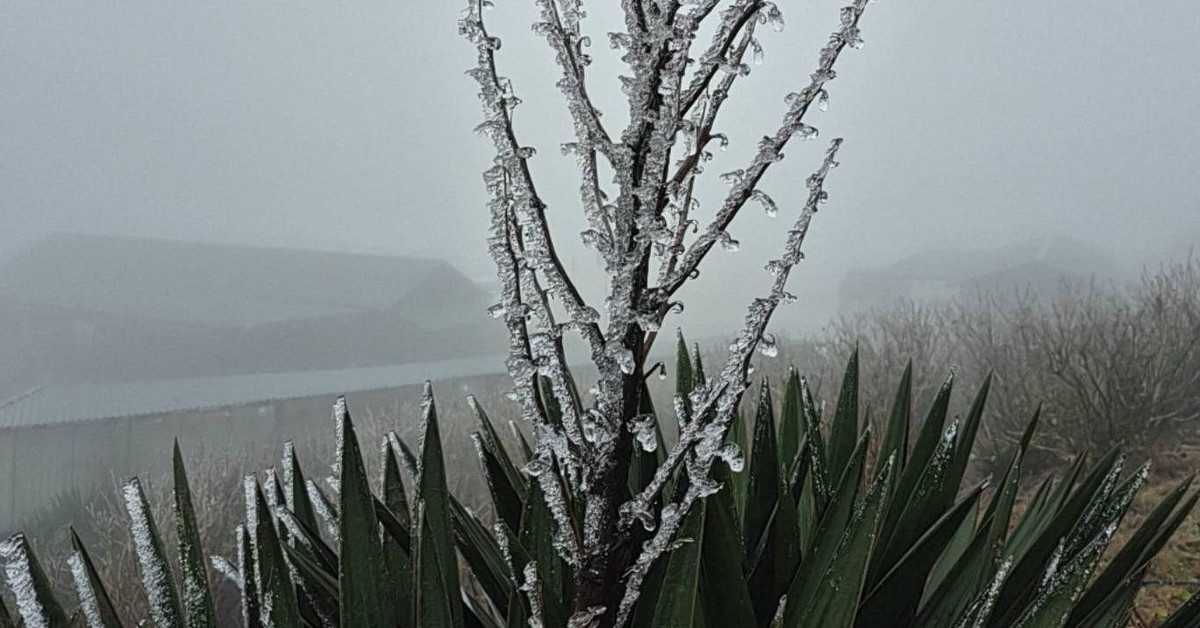 Cận cảnh băng giá ở đỉnh Mẫu Sơn khi nhiệt độ còn -0,1 độ C