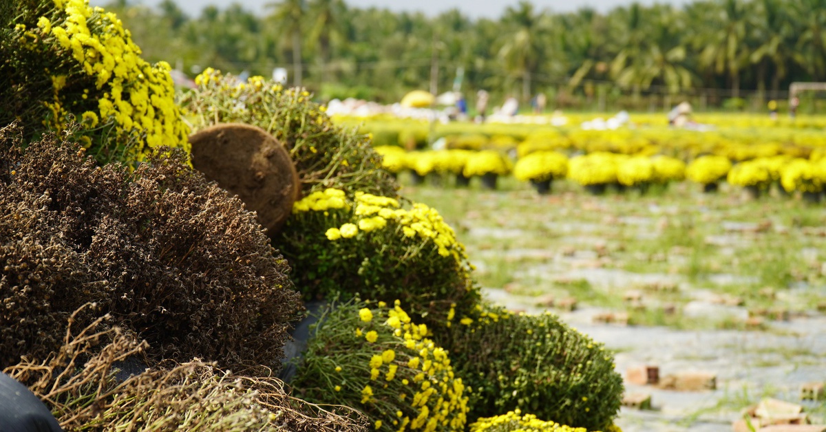 Cúc mâm xôi nở sớm: Người gắng cứu, người nhổ bỏ để 'cắt lỗ'