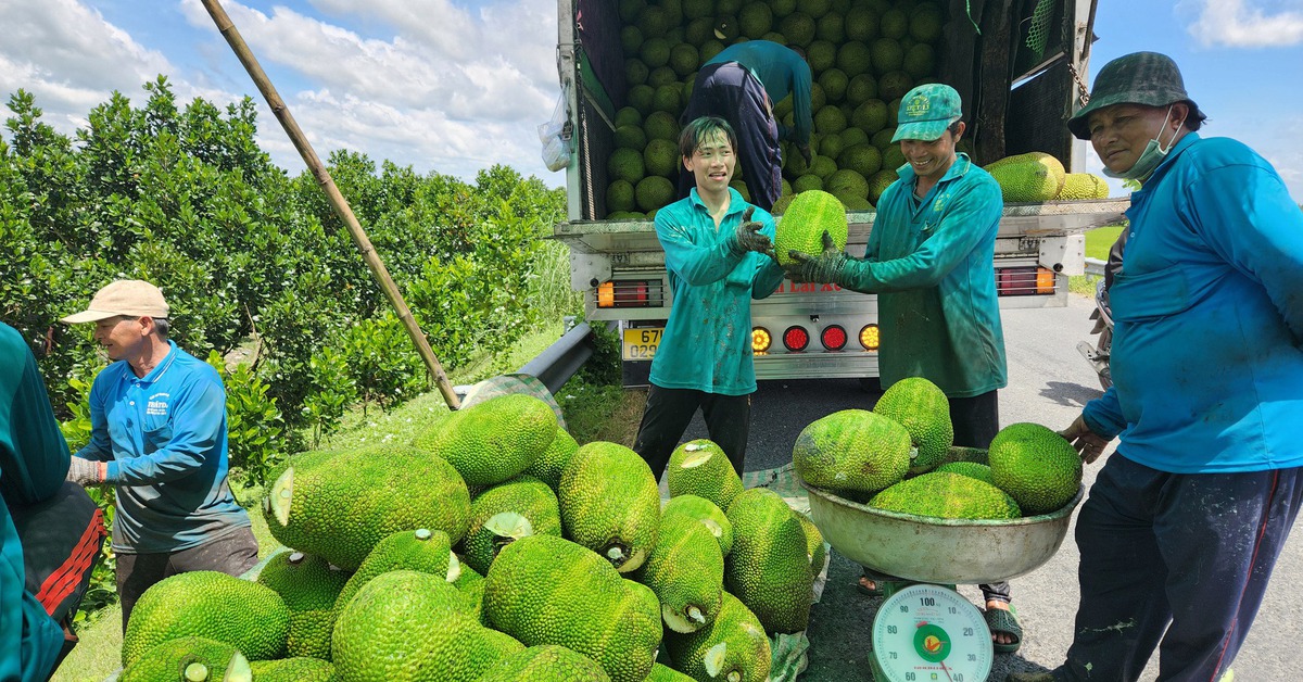 Nông dân phấn khởi, vì giá mít tăng gấp đôi vào dịp cận Tết