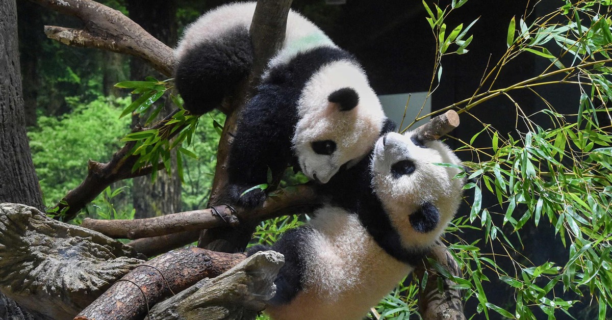 'Đại sứ gấu trúc' bị triệu hồi: dấu hỏi lớn cho quan hệ Nhật - Trung