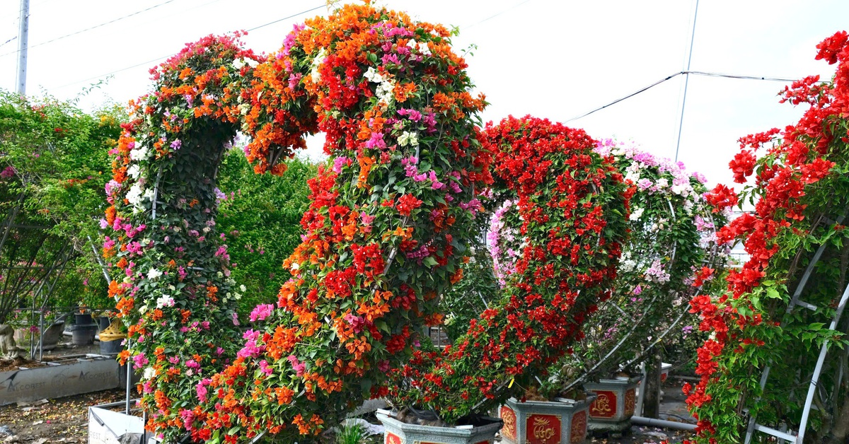 Khách nhộn nhịp săn hoa mùa Tết tại làng hoa giấy Tân Dương