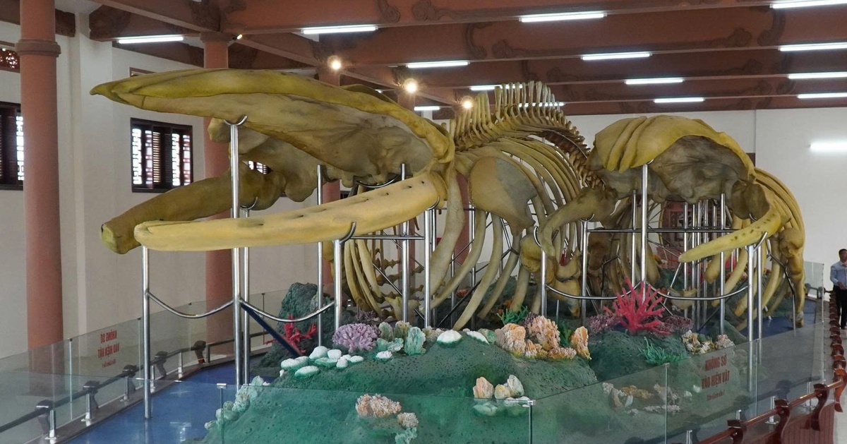 Hai bộ xương cá ông lớn nhất Việt Nam xuống cấp nhanh, rơi rụng như răng ông lão