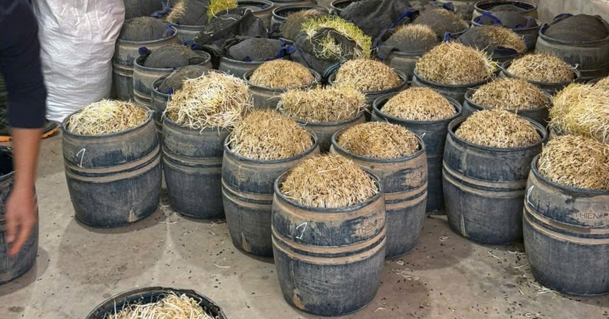 Hai chủ cơ sở dùng chất cấm để sản xuất giá đỗ bị khởi tố