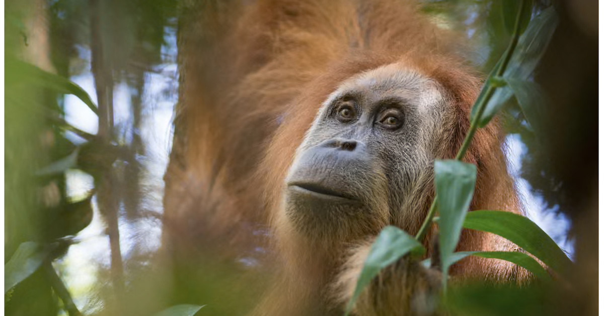 Đười ươi hiếm nhất thế giới bị đe dọa, Indonesia mạnh tay với doanh nghiệp khai khoáng