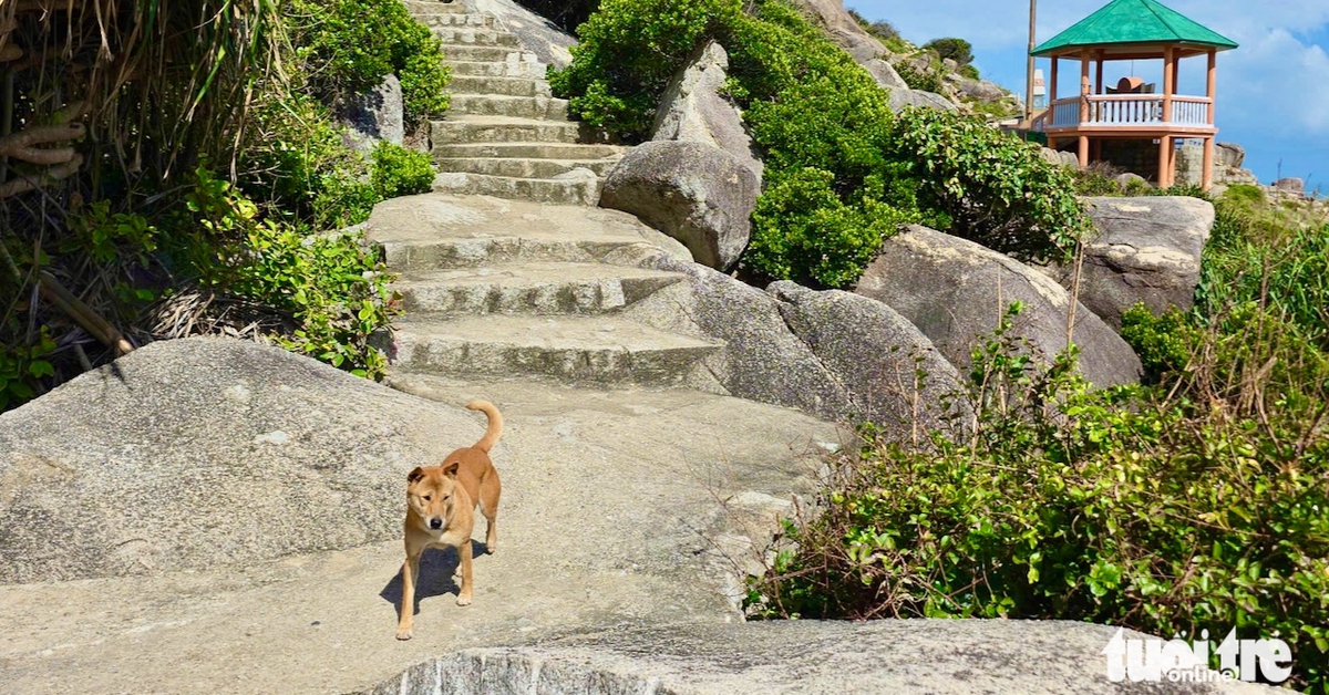 'Hướng dẫn viên 4 chân' nhận 'mưa' đánh giá 5 sao ở danh thắng Mũi Điện