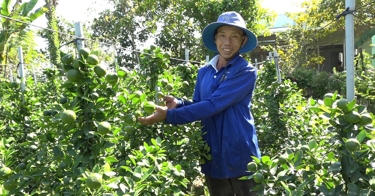 Mâm xôi Hàn Quốc, hạnh chưng Tết hút khách