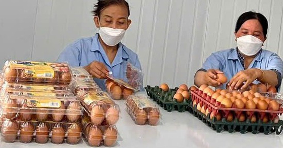 Nghịch lý: Giá trứng gà giảm sâu, người nuôi lỗ nặng nhưng người mua vẫn phải trả giá cao