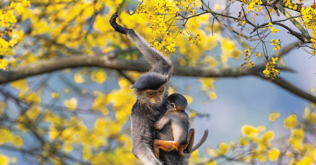 Cuộc thi ảnh Mùa xuân Bính Ngọ 2026 'nói không' với ảnh chỉnh sửa, tạo ra bằng AI