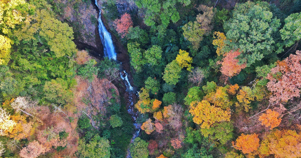 Khoảnh rừng thay lá khiến du khách ngẩn ngơ giữa đèo Măng Đen