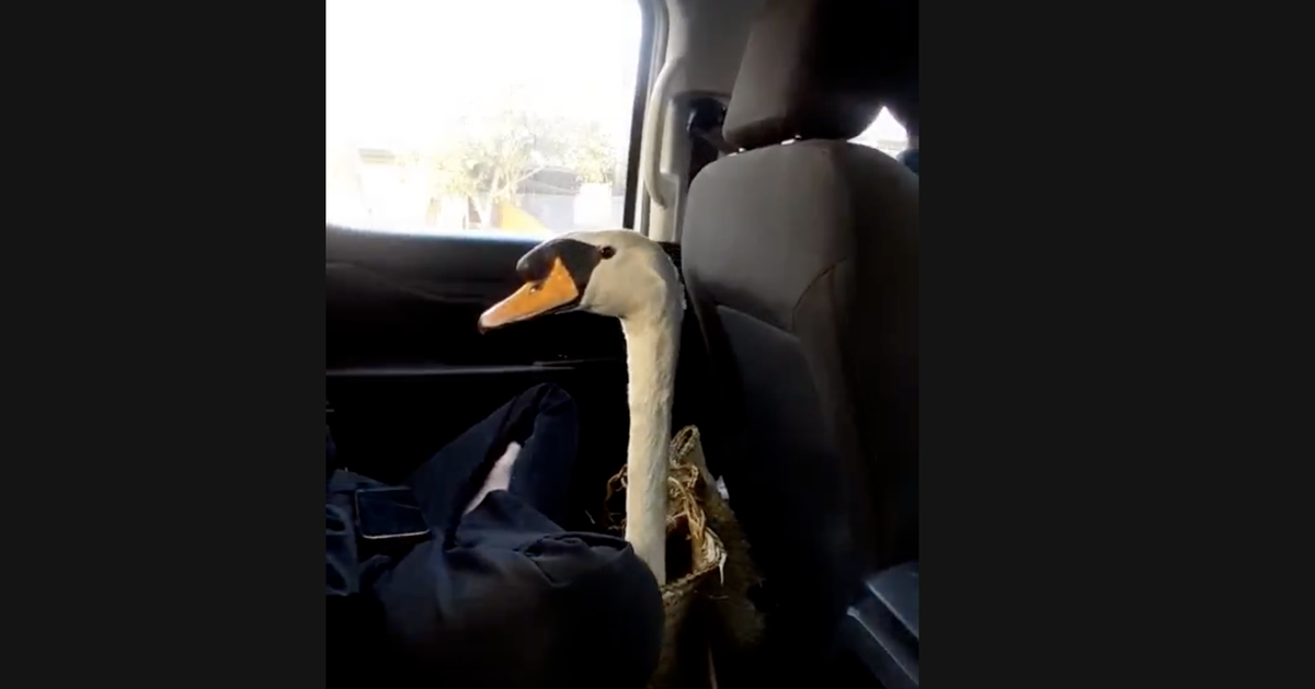 Trộm thiên nga của Thảo cầm viên rồi bán về Cần Thơ, bị bắt ở Tây Ninh