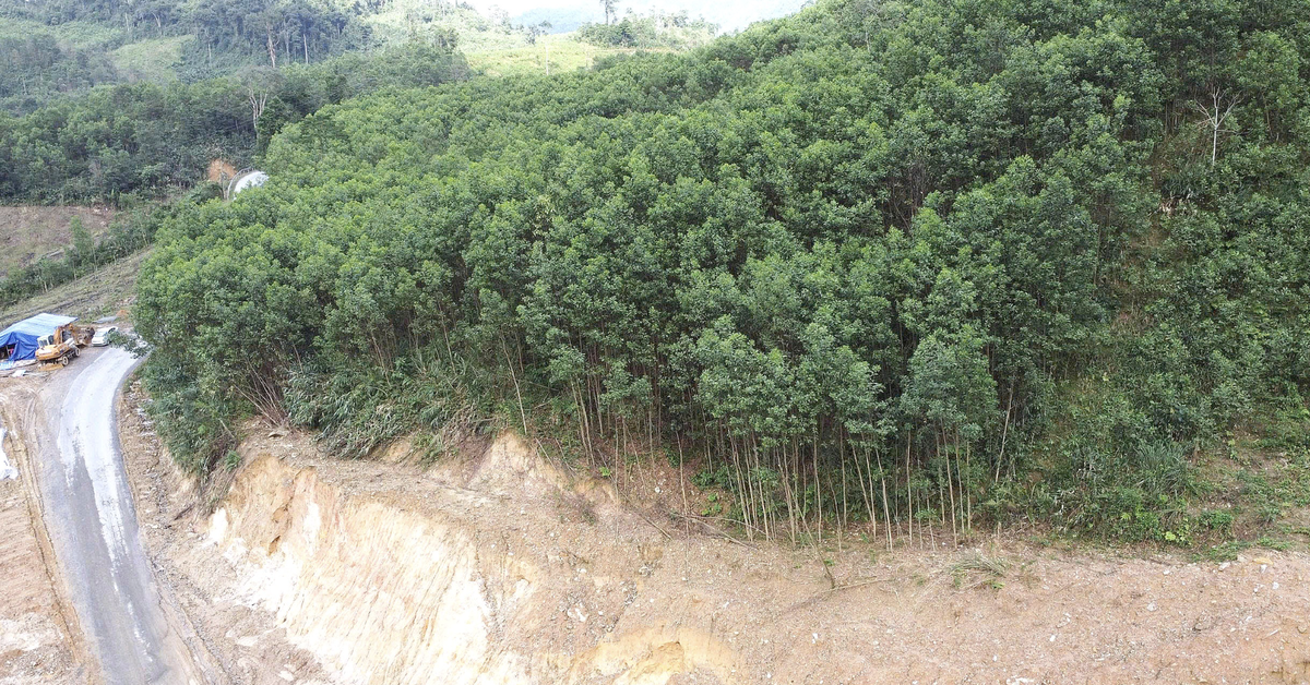 Sau liên tiếp các vụ sạt lở ở miền núi, Đà Nẵng tính chuyển diện tích rừng keo qua rừng gỗ lớn