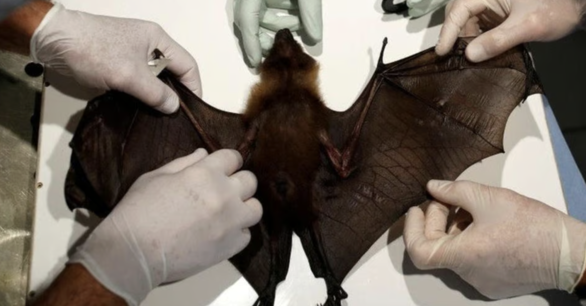 Vi rút Nipah có phải vi rút mới, mức độ lây lan cao?