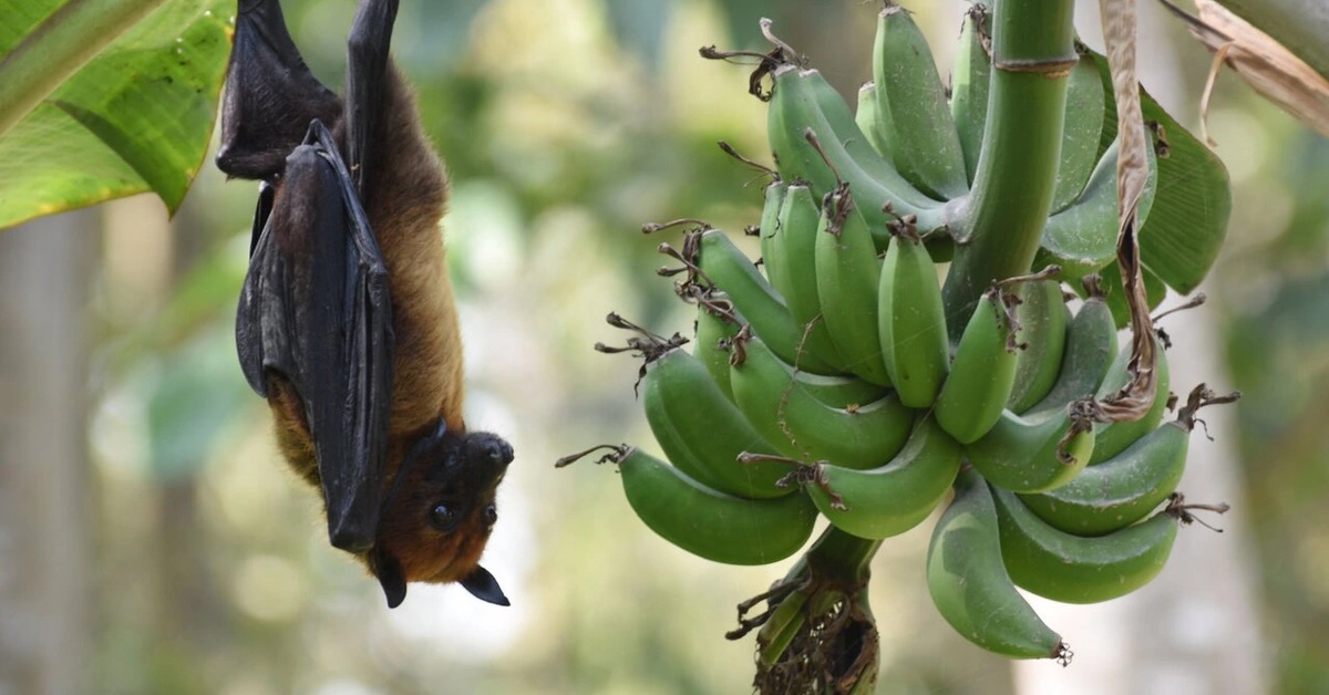 Chuyên gia y tế Việt Nam: Vi rút Nipah không lây kiểu bay xa nhưng chú ý dấu hiệu 'đèn đỏ'