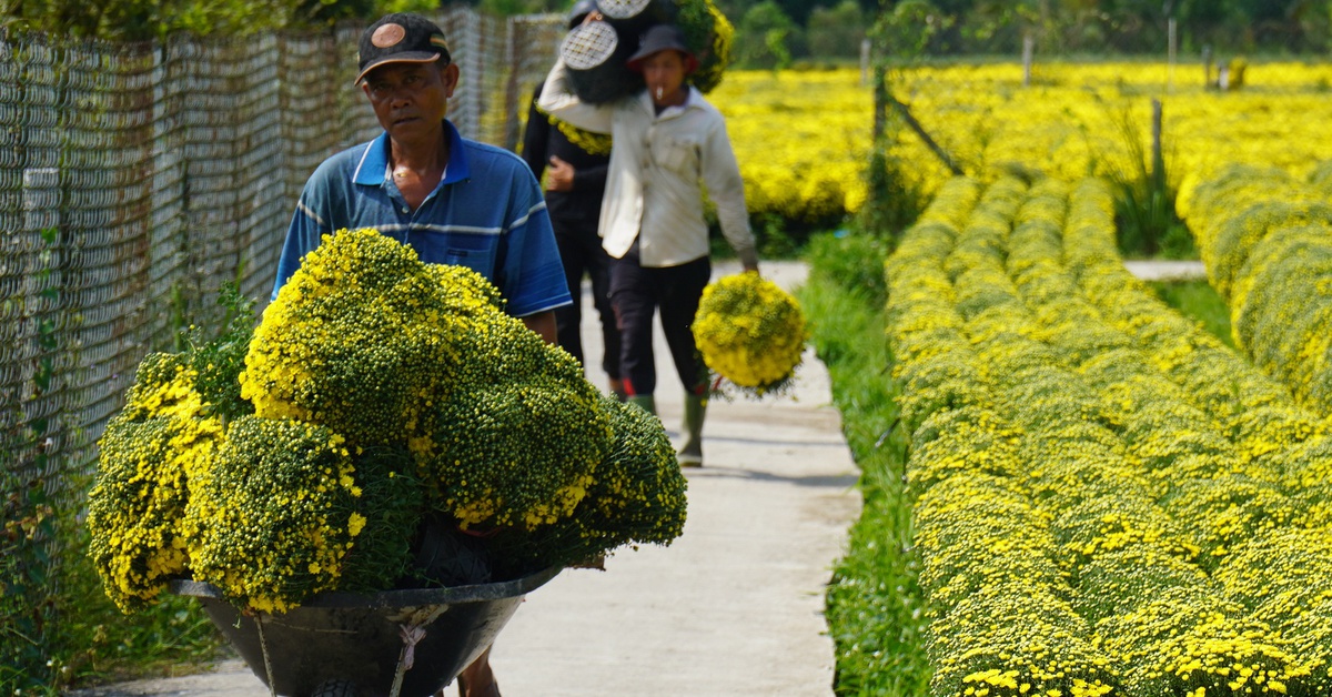 Cúc mâm xôi nở sớm, hàng nở đúng Tết khan hiếm, giá tăng mạnh