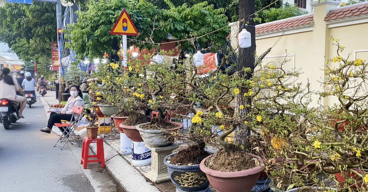 Khánh Hòa cho phép bán hoa Tết trên vỉa hè, bãi đỗ xe