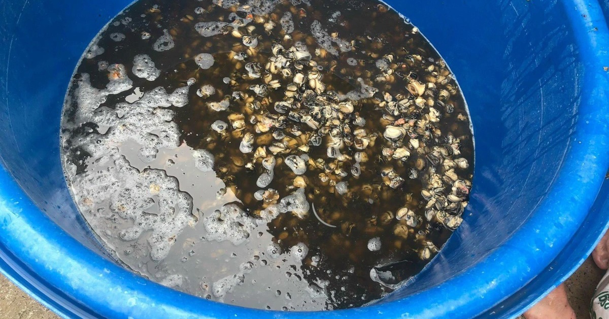 Ăn ốc bươu ngâm với 'thủy tinh lỏng' âm thầm phá cơ thể ra sao?