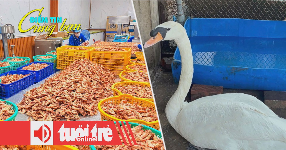 Điểm tin 18h: Đặc sản OCOP lên ngôi dịp Tết; Trộm thiên nga của Thảo cầm viên