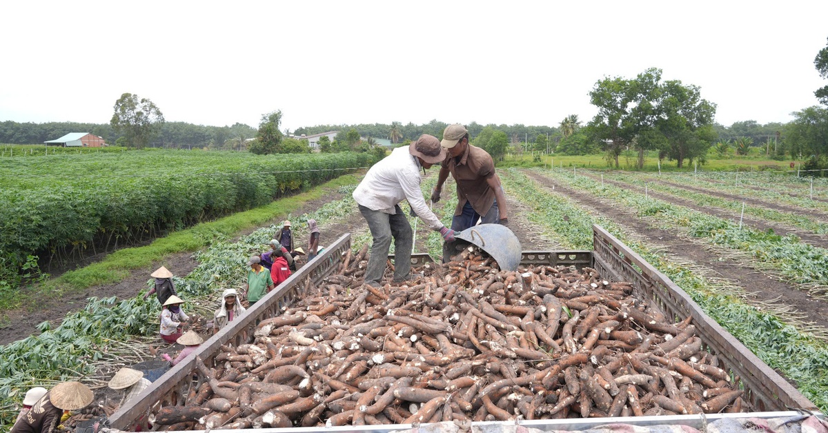 Tây Ninh đưa kế hoạch ổn định 60.000ha khoai mì với sản lượng 2,2 triệu tấn đến 2030