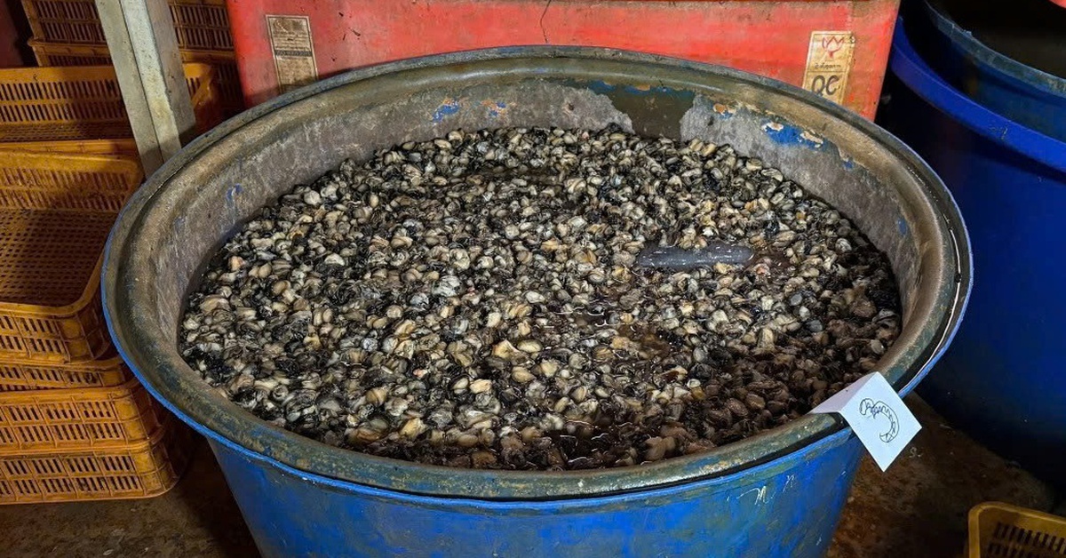 Đọc tác hại của thủy tinh lỏng mà choáng váng, 3.000 tấn ốc bươu, bao nhiêu người đã ăn?