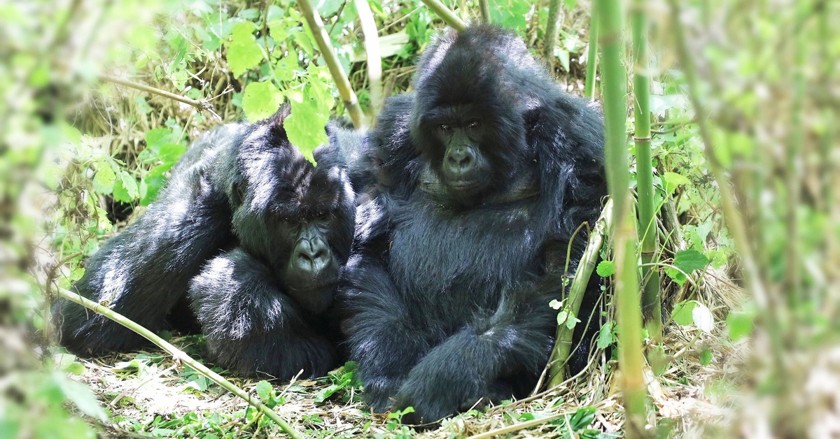 Đến lục địa đen tìm dã thú Gorilla