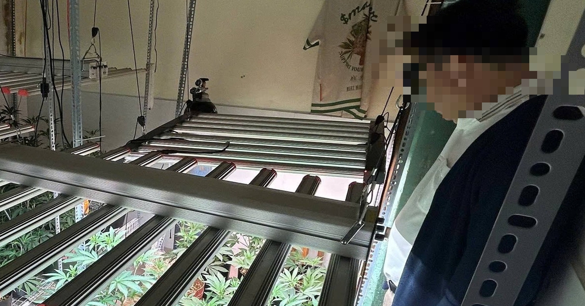 Nam thanh niên trồng gần 100 cây cần sa trong nhà, sử dụng hệ thống khép kín tại Đà Nẵng