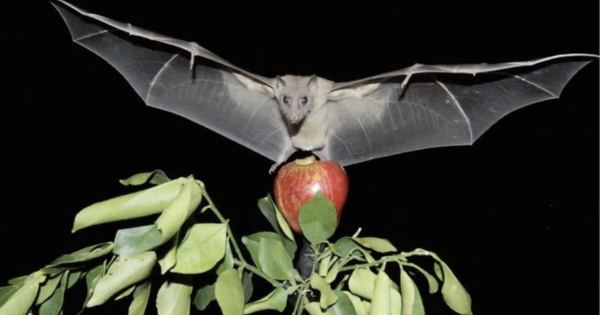 Bộ Y tế cảnh báo nguy cơ lây nhiễm vi rút Nipah qua thực phẩm