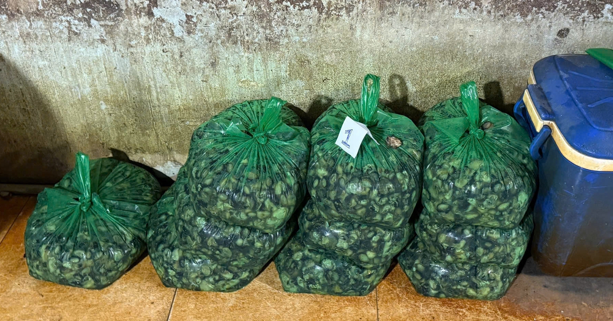 Hàng ngàn tấn ốc bươu 'ngậm' hóa chất công nghiệp len lỏi vào bữa ăn thế nào?