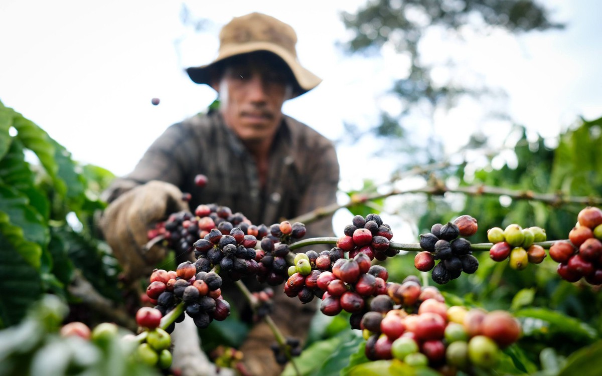 Giá cà phê tiếp tục tăng, mốc kỷ lục quay lại?