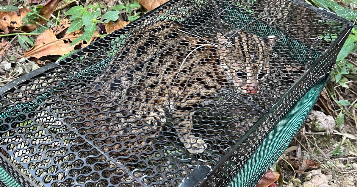 Liên tục mất gà, người dân tìm ra 'thủ phạm' là mèo rừng