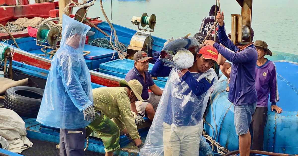 Rộn rịp tàu trúng cá ngừ về cảng Đắk Lắk những ngày cận Tết