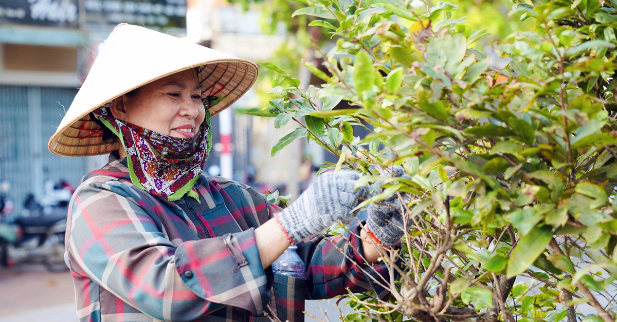 TP.HCM: Hàng trăm người tuốt lá 1.200 cây mai vàng trên tuyến đường 6,4km