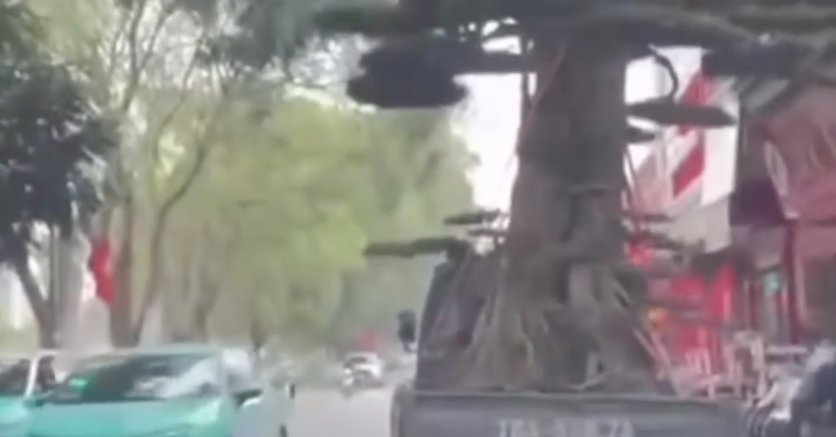 Ô tô tải chở cây cảnh 'khủng' và người trên thùng, chủ xe bị phạt 39 triệu